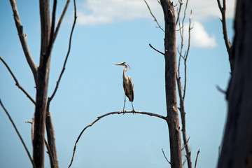 swamp Heron sitting in a tree
