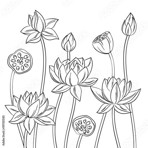 83 Top Coloring Pages Lotus Flower Images & Pictures In HD