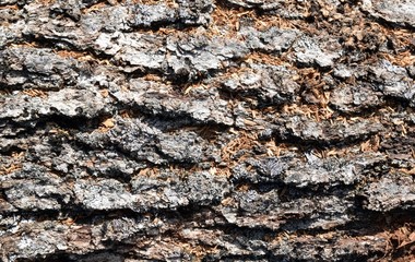 Tree.The bark of an old tree.Natural texture.Marmaris.Turkey 