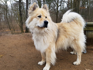 Obraz na płótnie Canvas Eurasier Hund im Park