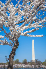Fototapeta na wymiar Cherry Blossoms at the Washington Monument