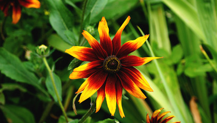 Цветок в саду