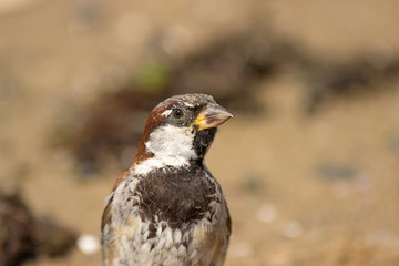 Sparrow