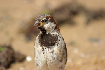 Sparrow
