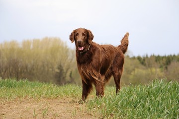 brauner flat coated retriever steht auf einer grünen wiese