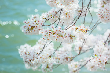 Fototapeta premium White Cherry Blossoms Trees