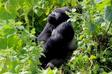 Mountain Gorilla, Silverback, Virunga Mountain, Africa