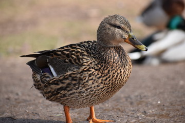 Closeup of a colorful female duck on a lake in Germany