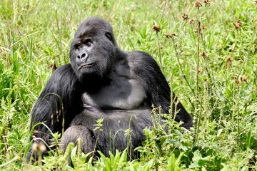 Mountain Gorilla, Silverback, Virunga Mountain, Africa