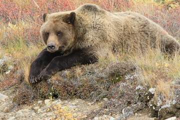 Fototapeta premium grizzly bear animal brown bear alaska denali wildlife nature wild