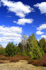 Obraz premium Panoramic view of grassy forest meadows in spring season in central Poland mazovian plateaus near Warsaw