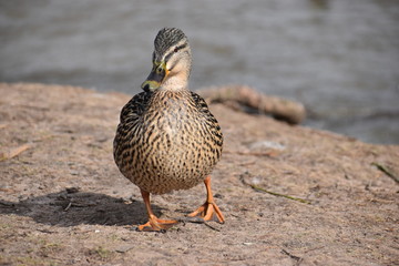 Closeup of a colorful female duck on a lake in Germany