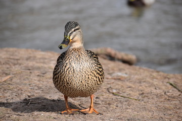 Closeup of a colorful female duck on a lake in Germany