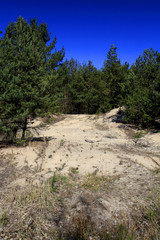 Panoramic view of forest sand dunes over peat bog within the Calowanie Moor geographical terrain in early spring season in central Poland mazovian plateaus near Warsaw