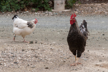 Black chicken (guinea fowl) on gray stony ground