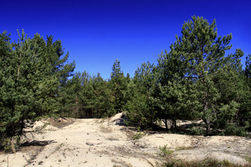 Panoramic view of forest sand dunes over peat bog within the Calowanie Moor geographical terrain in early spring season in central Poland mazovian plateaus near Warsaw