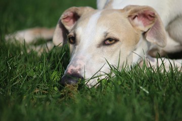 nahaufnahme von einem windhund der im gras liegt