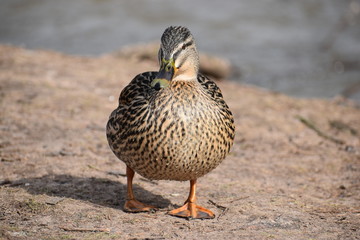 Closeup of a colorful female duck on a lake in Germany