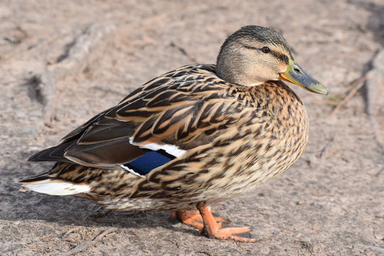 Closeup of a colorful female duck on a lake in Germany