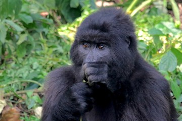 Mountain Gorilla, Portrait, Virunga Mountain, Africa