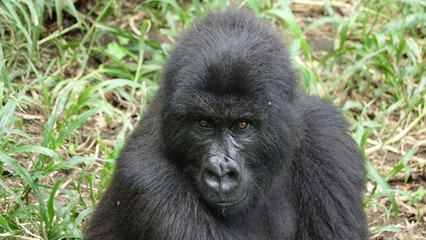 Obraz premium Mountain Gorilla, Portrait, Virunga Mountain, Africa