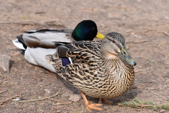 Closeup of two colorful ducks on a lakeshore in Kassel, Germany