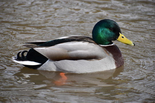 Closeup of a colorful drake swimming in a river in Kassel, Germany