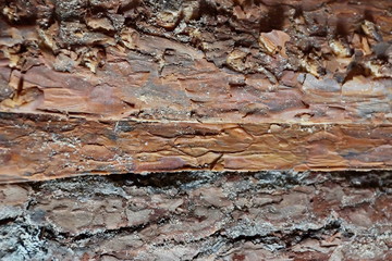texture of pine bark background