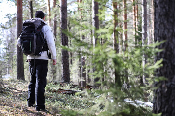 Fototapeta premium A man is a tourist in a pine forest with a backpack. A hiking tr