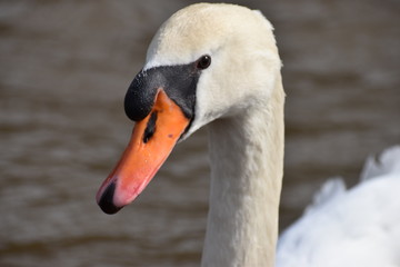 Closeup of a wonderful white swan on a river in Kassel, Germany