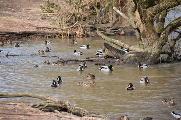 Beautiful scenery with many colorful ducks swimming on a river in Kassel, Germany