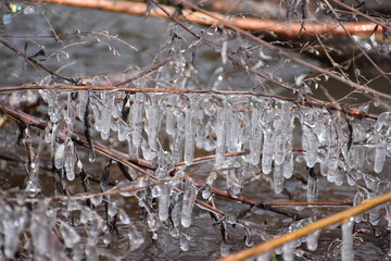 Closeup of a tree branch with many icicles on a cold winter day in Kassel, Germany