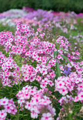 Flowers pink phloxes grow in the garden
