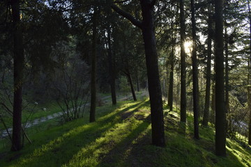 rayos solares en bosque