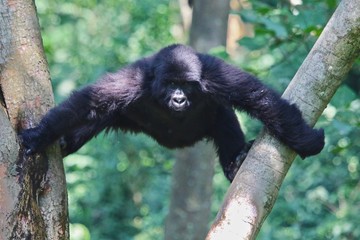 Mountain Gorilla. Rainforest Virunga, Africa