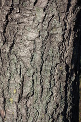 Texture dry bark of horse chestnut tree