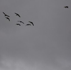 aves volando