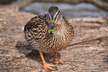 Closeup of a colorful female duck on a lake in Germany
