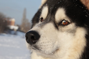 Beatiful siberian husky dog on frozen river against background of snow cover