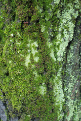 Mint green lichen and moss on tree bark