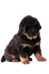 щенок тибетского мастифа сидит