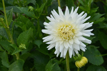 weiße Dahlie