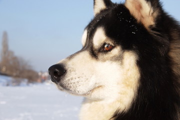 Beatiful siberian husky dog on frozen river against background of snow cover