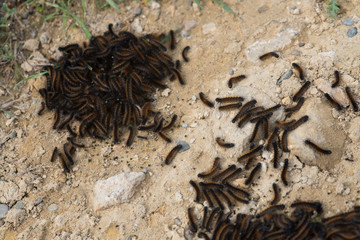 Family of spring  caterpillars on the ground