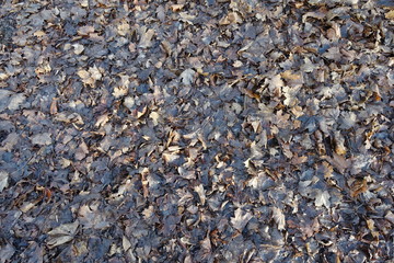 Dark brown fallen leaves in late autumn