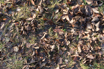 Cover of brown fallen leaves in the grass in late autumn