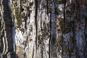 Dead moss on bark of black poplar