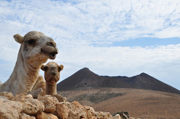 Two camels standing behind a wall of stone on Fuerteventura, Canary Isles, Spain.
