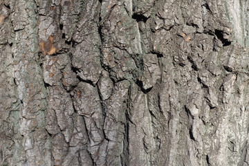 Texture of dry bark of black poplar