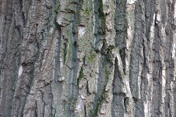 Uneven grey bark of black poplar tree